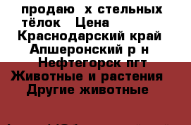 продаю 2х стельных тёлок › Цена ­ 40 000 - Краснодарский край, Апшеронский р-н, Нефтегорск пгт Животные и растения » Другие животные   